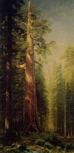 Painting Code#2428-Bierstadt, Albert(USA): The Great Tree, Mariposa Grove, California