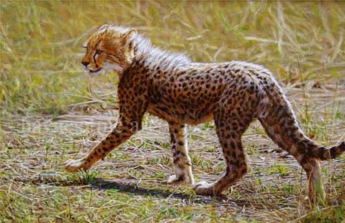 Painting Code#5030-Cheetah Cub