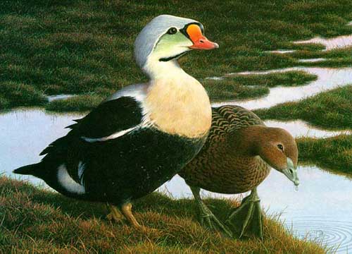 Painting Code#5103-Federal Duck Stamp 
