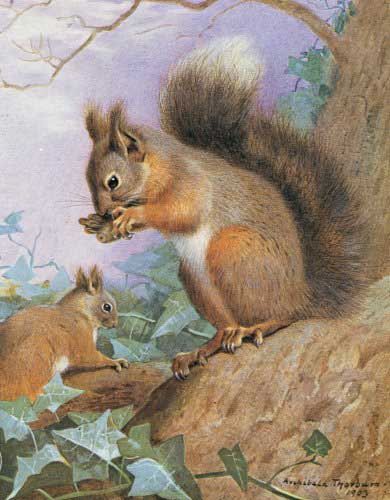 Painting Code#5180-Archibald Thorburn -- Common Squirrel