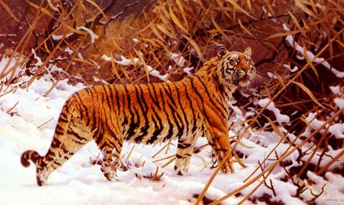 Painting Code#5424-Ungewitter, Hugo(Germany): Siberian Tiger In A Winter Landscape