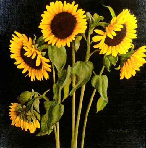 Painting Code#6286-Hardy, David(USA): Sunflowers
